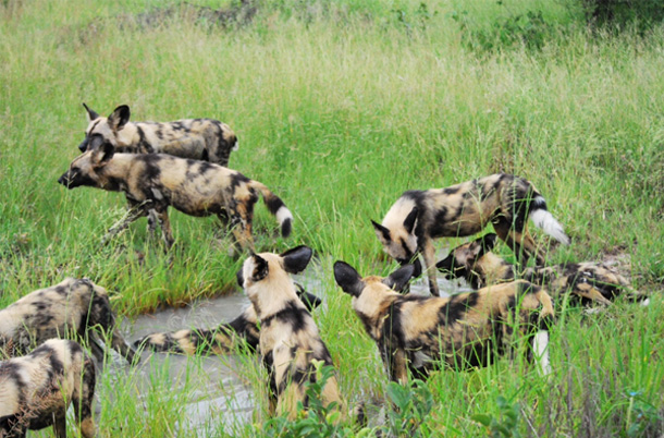 Pack of wild dogs at play again