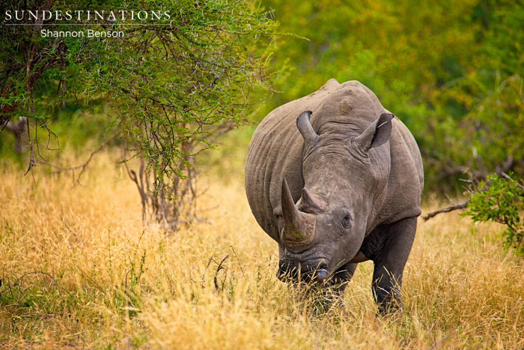 White Rhino