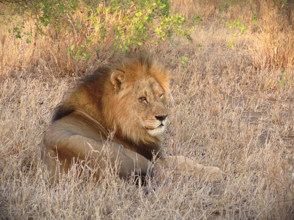 Lion at Nyala Safari Lodge