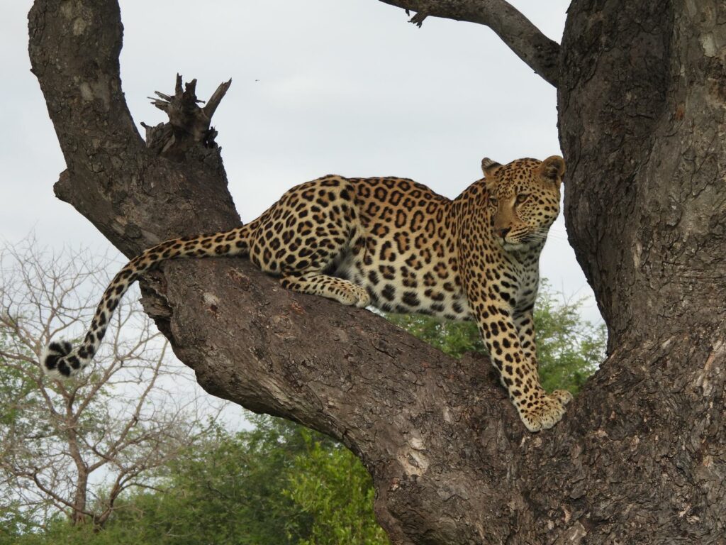 Leopard
