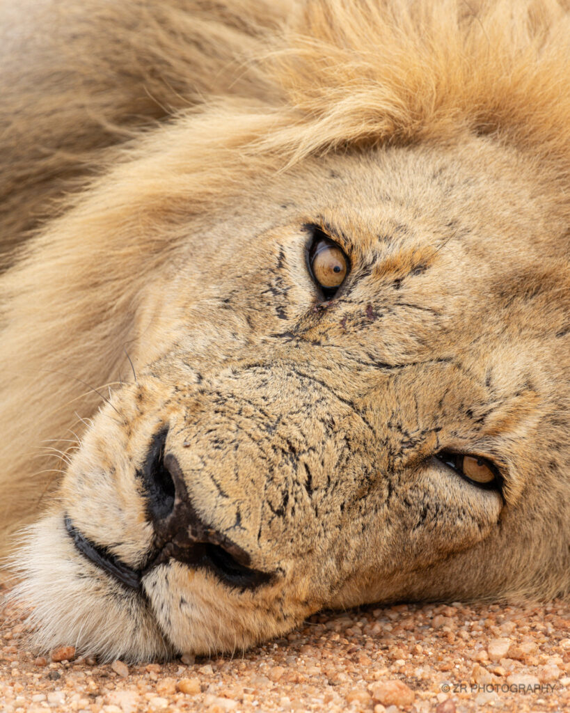Lion at Chacma