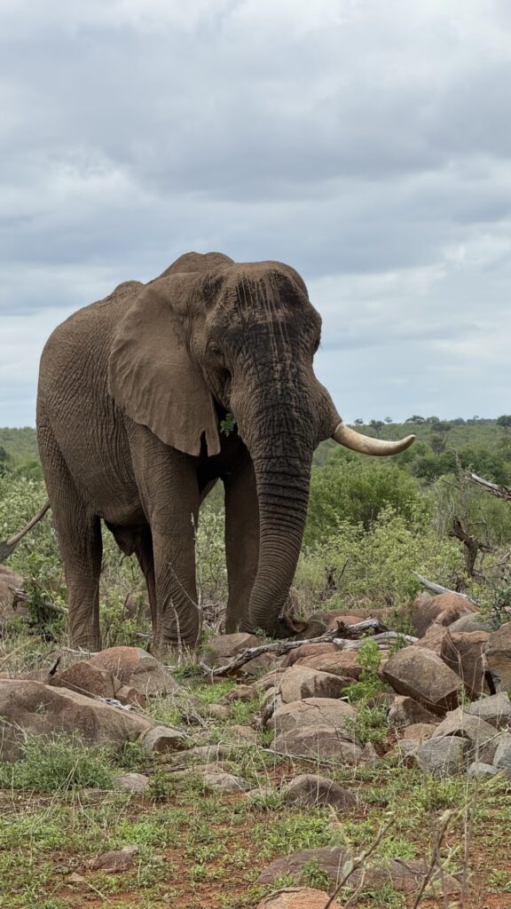 elephant